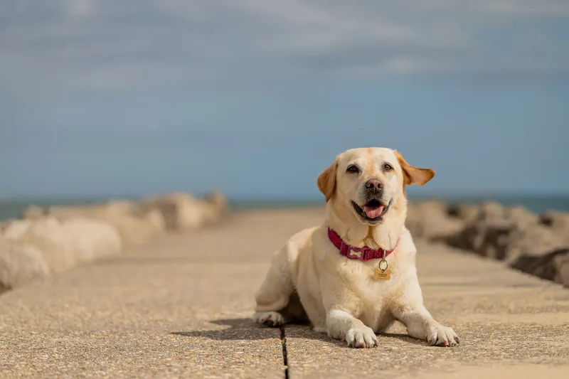 Mollie & Lola (9 of 32)
