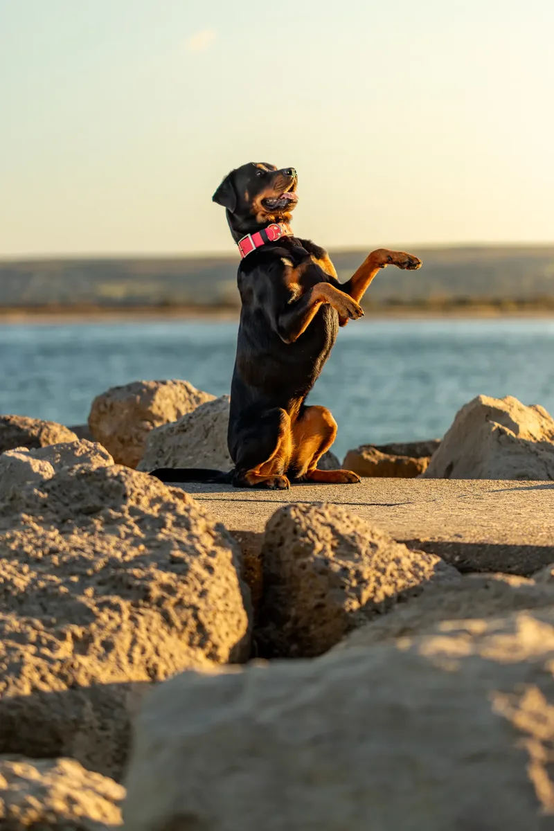Karma the Rottie (9 of 24)