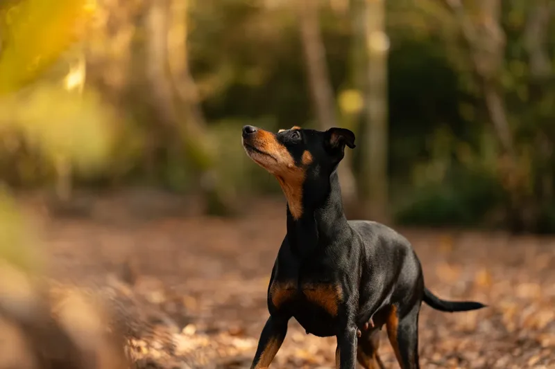 The Three Min Pins (14 of 24)