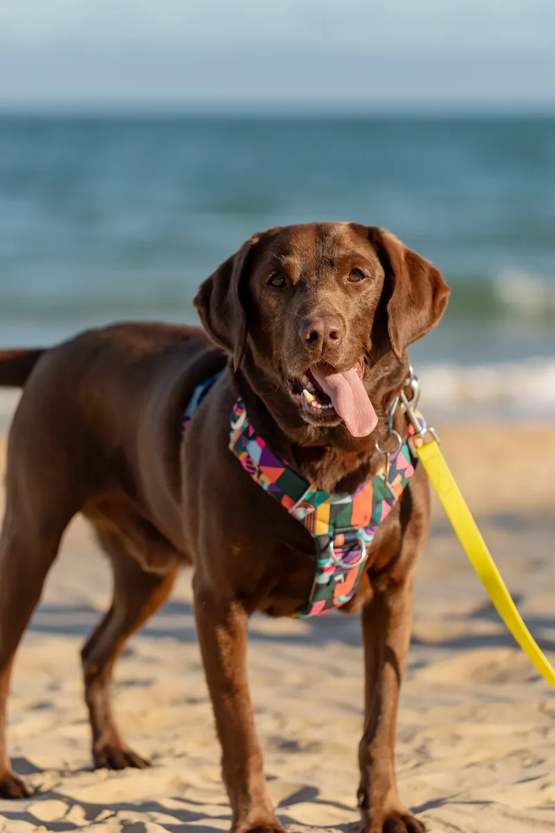 Dorset Dog Trainer – Branksome Chine (34 of 52)