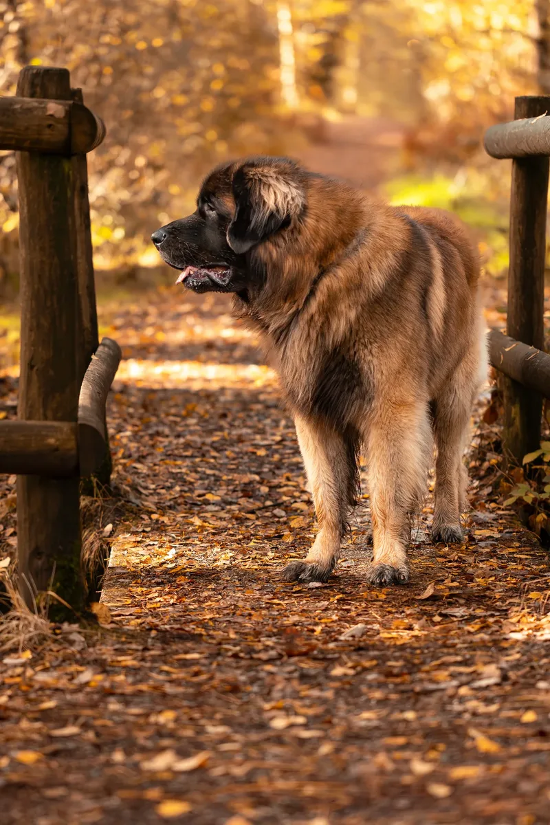 Koda the Bear (Leonberger) (18 of 24)