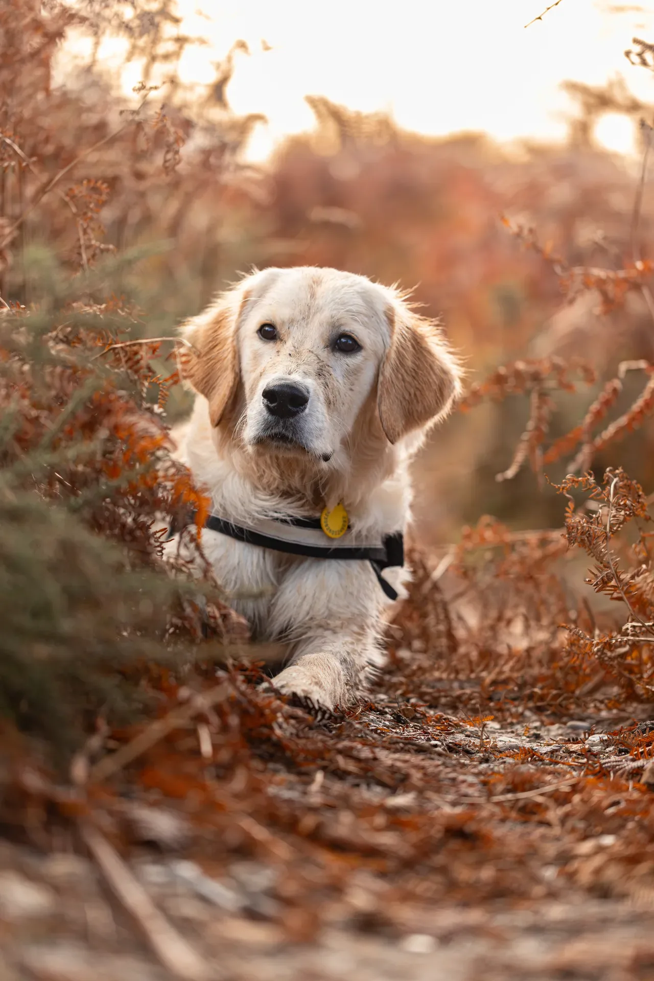 Ollie the golden (11 of 24)