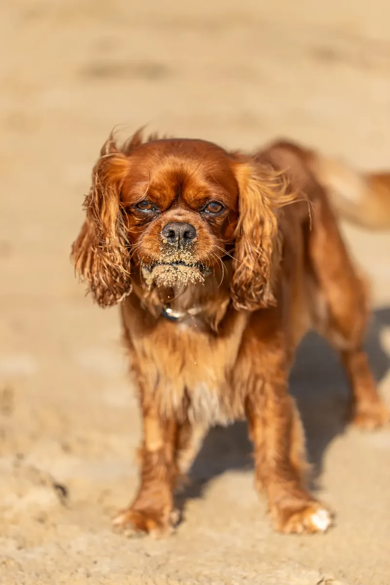 Rusty The Cavalier (6 of 24)