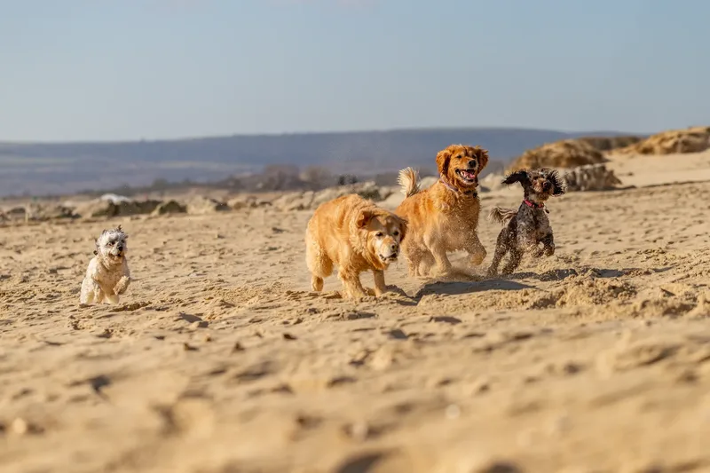 Hugo, Cookie, Flossie & Ralph (14 of 24)