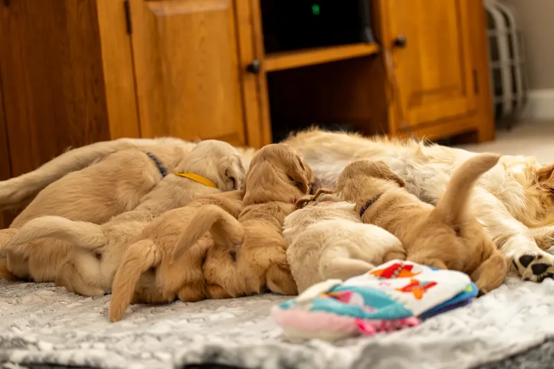 Golden Retriever Puppies (8 of 60)