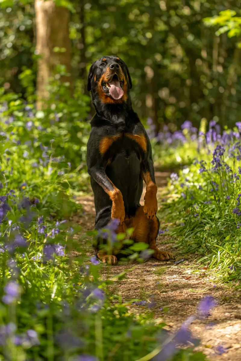 Karma the rottweiler in bluebells (9 of 30)