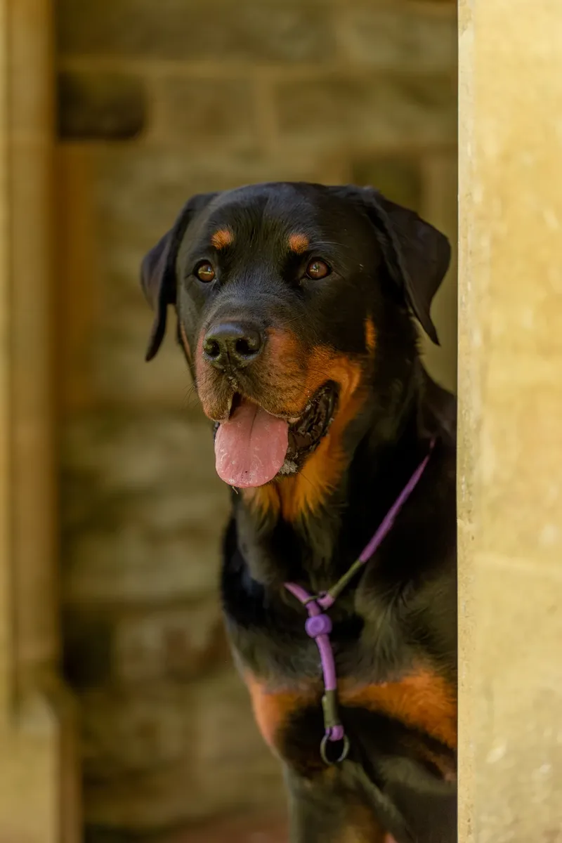 Karma the rottweiler in bluebells (7 of 30)