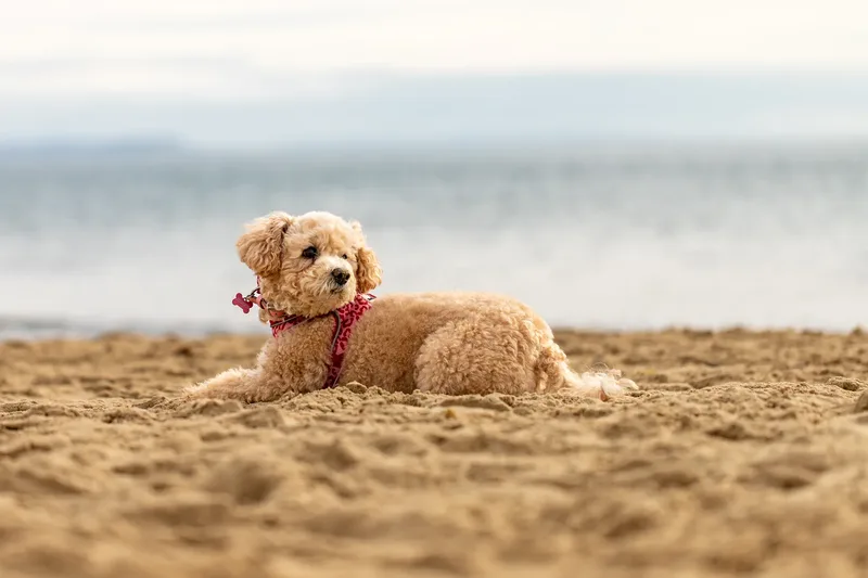 Lola the Poochon (6 of 28)