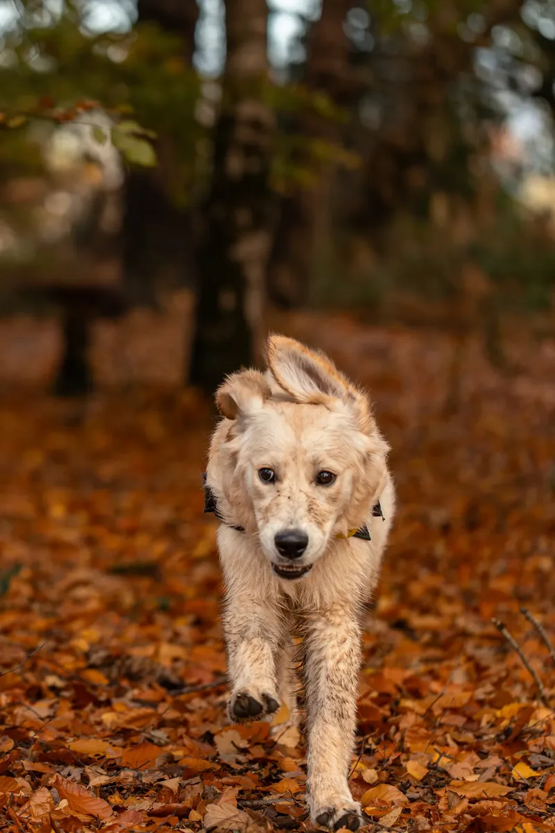 Ollie the golden (9 of 24)