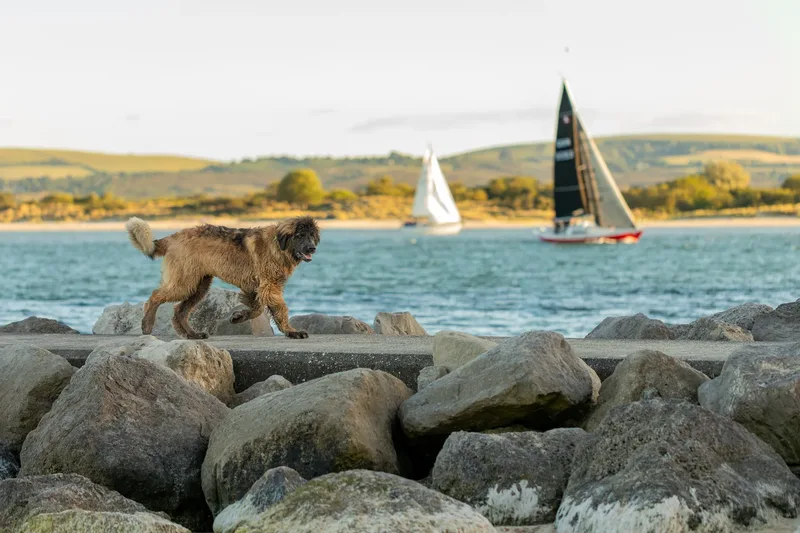 Leonberger Meet Up (43 of 47)