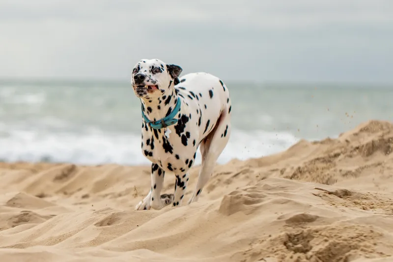 Domino the Dalmation (6 of 24)