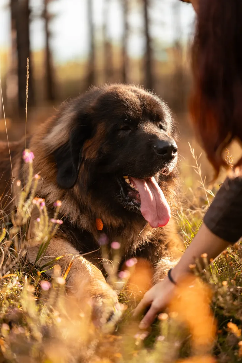 Koda the Bear (Leonberger) (23 of 24)