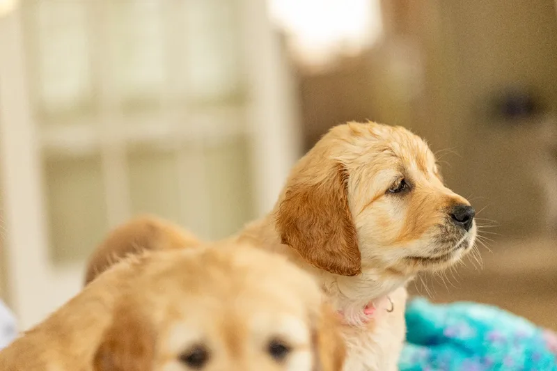 Marlee and her puppies! (3 of 24)