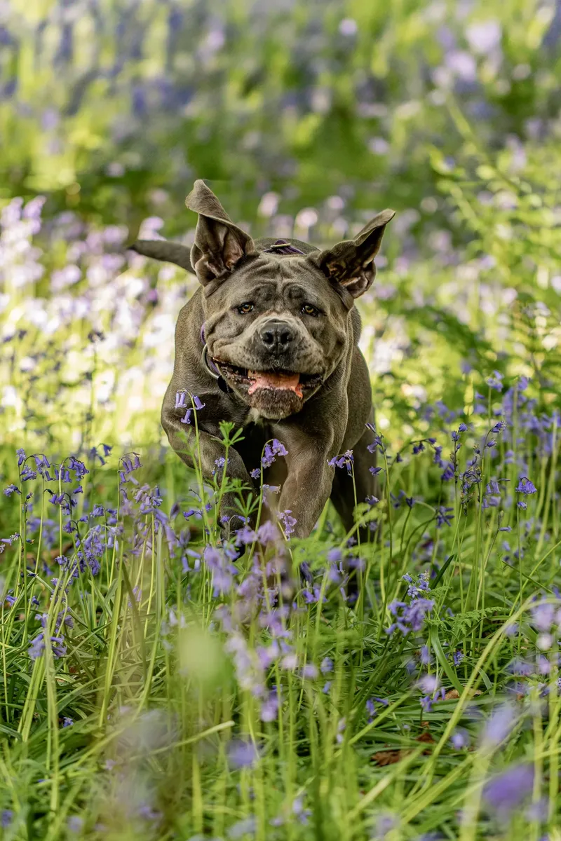 Skye the Cane Corso (3 of 23)