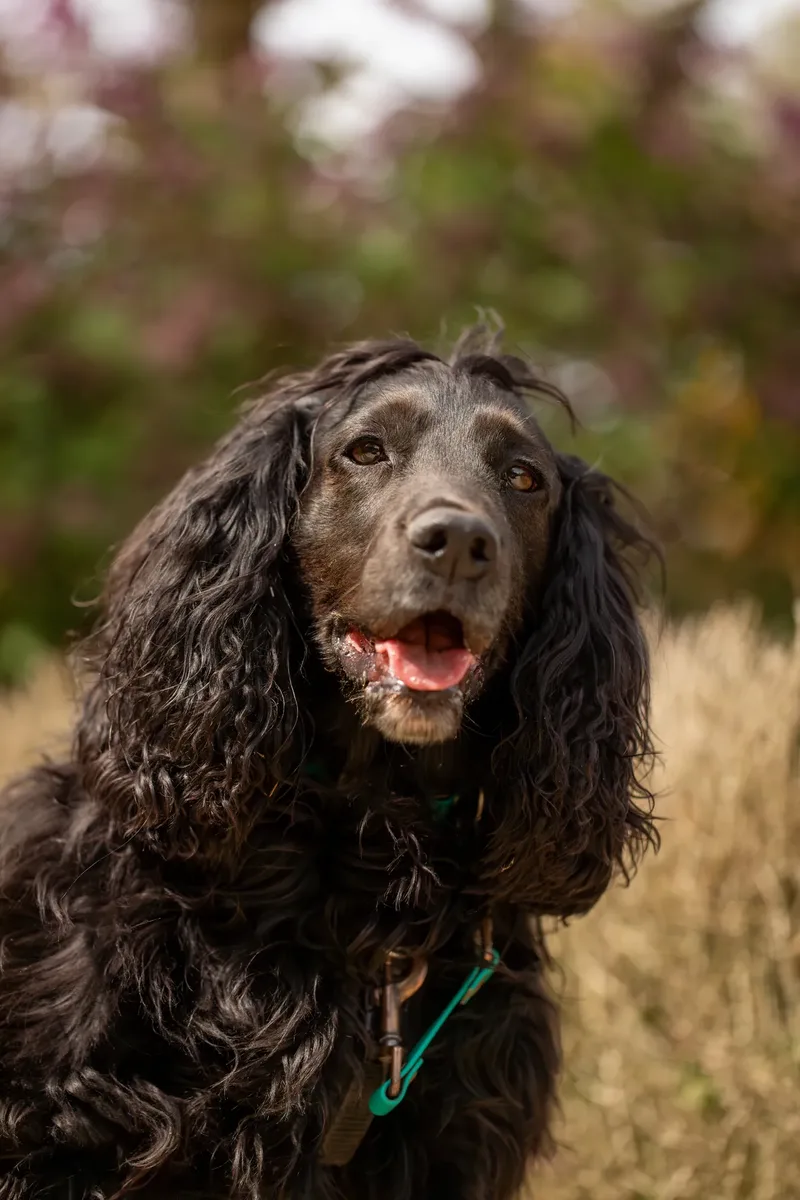 The Dorset Dog Trainer (23 of 42)