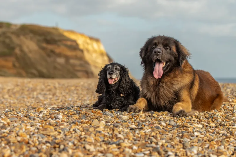 Koda and Cosmo