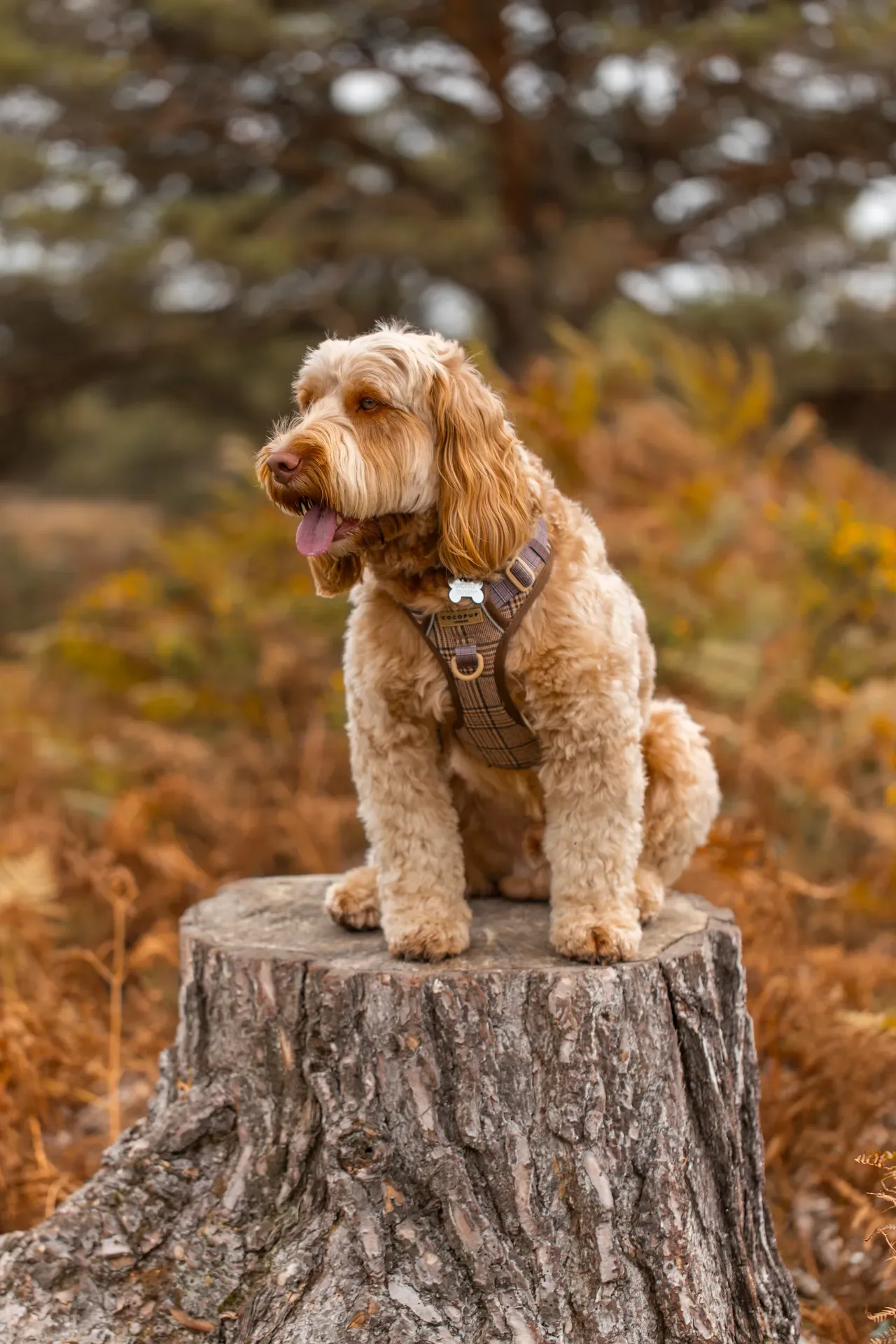 An Autumn Afternoon with Toby at Canford Heath (18 of 24)