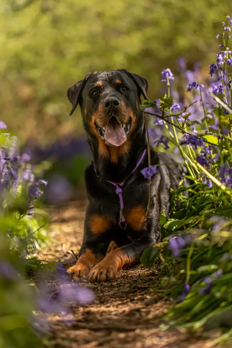 Karma the rottweiler in bluebells (15 of 30)