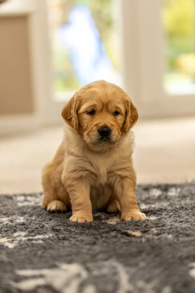 Golden Retriever Puppies (22 of 60)