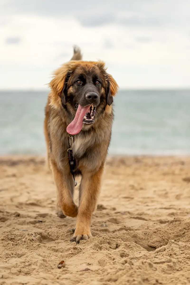 Spring Beach Mini Sessions (12 of 105)