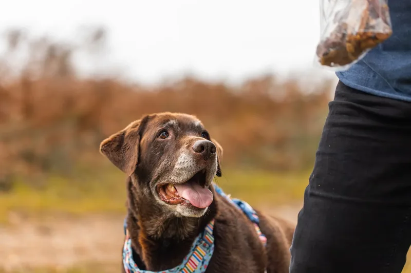 A Morning with Cas & Oreo at Canford Heath (23 of 24)