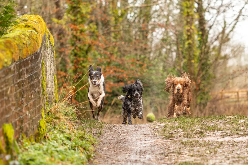 Max, Alfie & Friends (22 of 22)