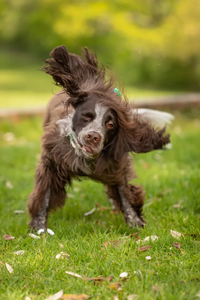 The Dorset Dog Trainer (14 of 42)
