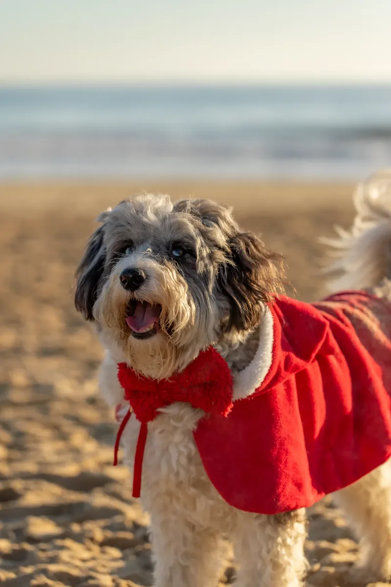 Dougie Xmas beach shoot (4 of 24)