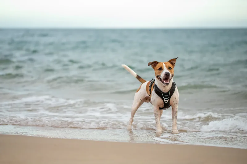 Dickie the Staffy