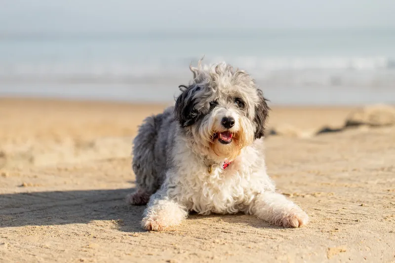 Dougie The Bordoodle (9 of 9)