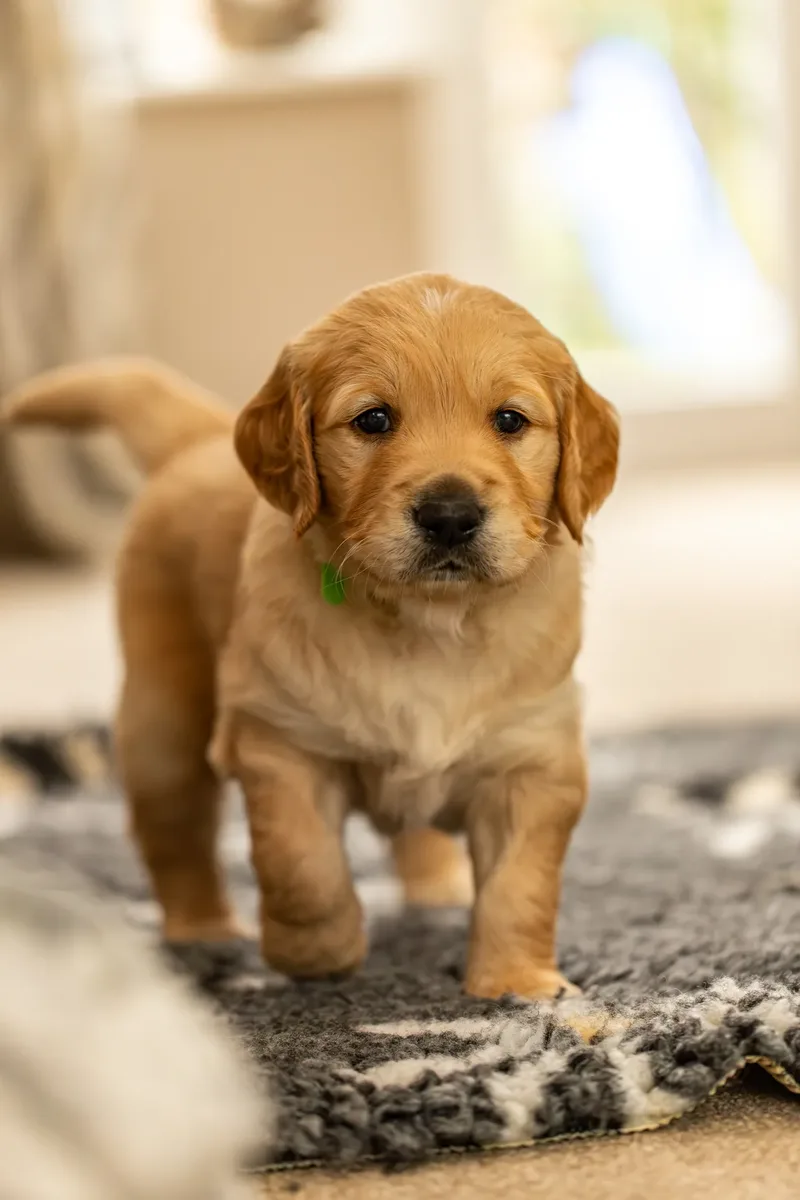 Golden Retriever Puppies (27 of 60)
