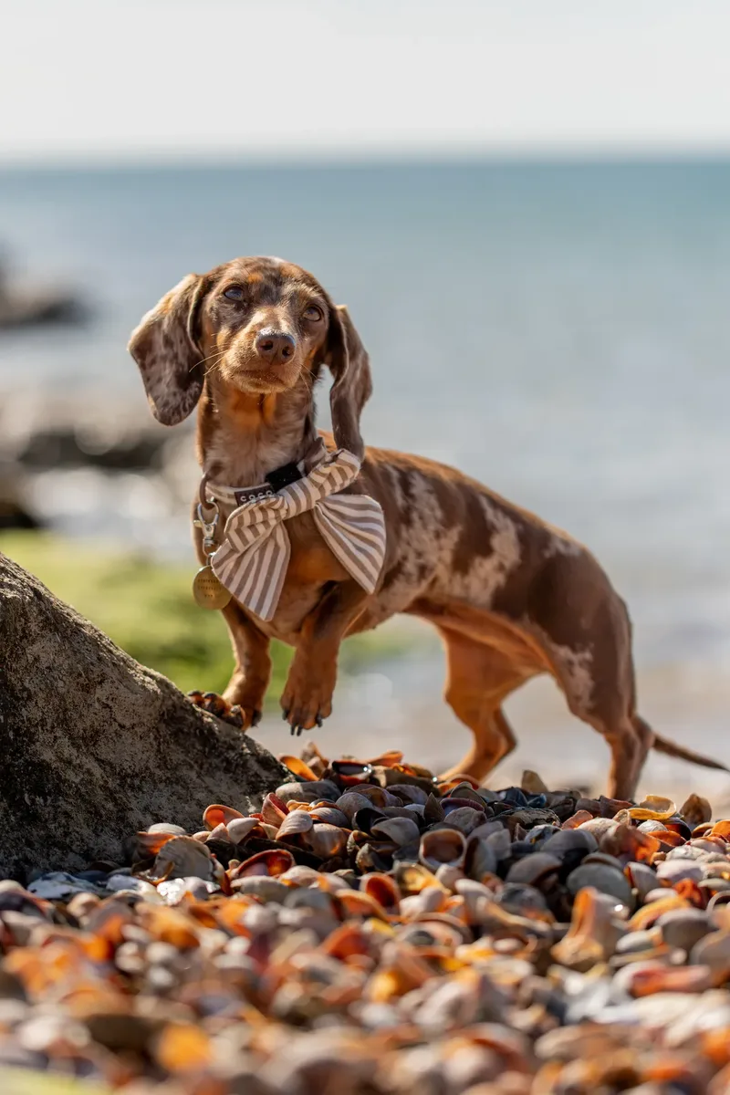 Margot at the beach (27 of 45)