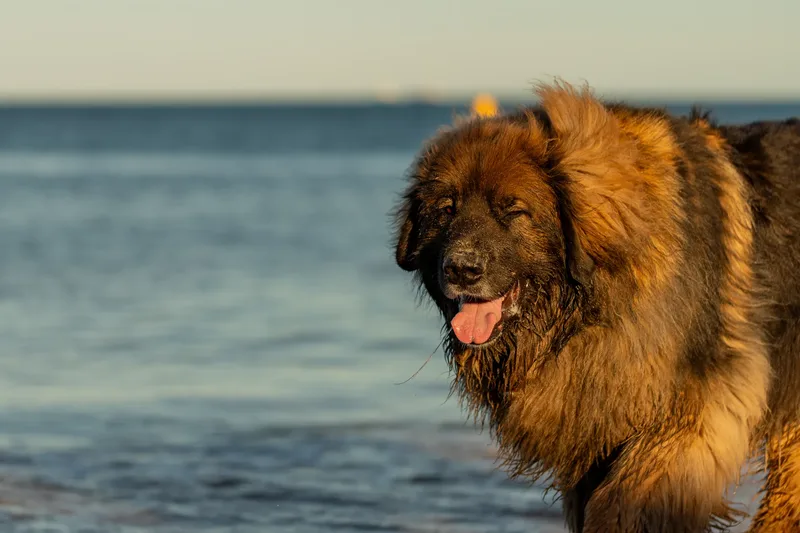 Leonberger Meet Up (36 of 47)