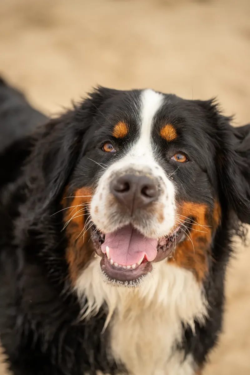 Berry the Bernese Mountain Dog (16 of 30)