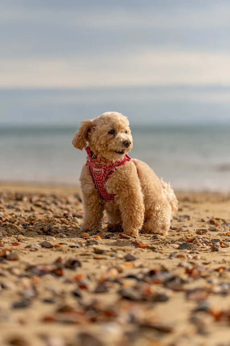 Lola the Poochon (12 of 28)