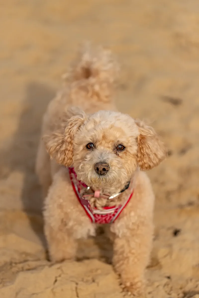 Lola the Poochon (28 of 28)