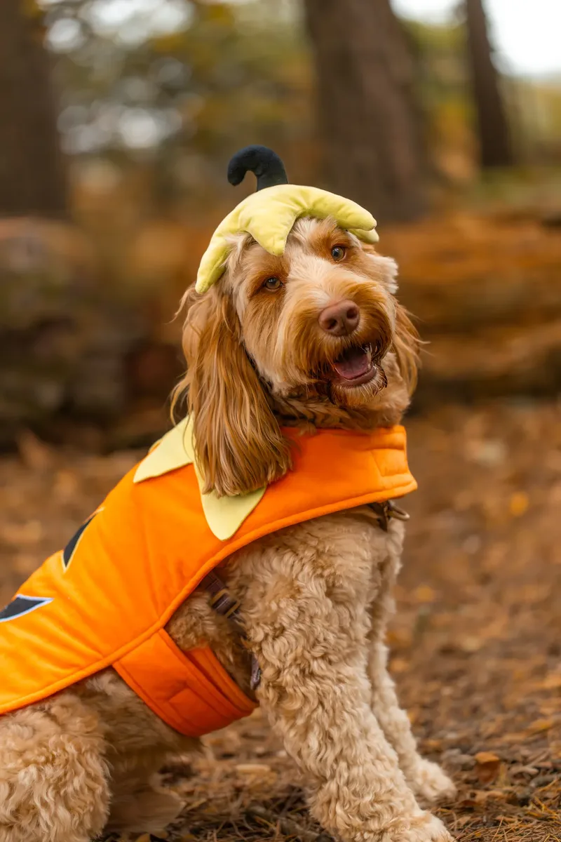 An Autumn Afternoon with Toby at Canford Heath (24 of 24)