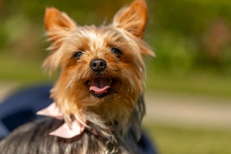 Willow – the mini yorkie (10 of 24)