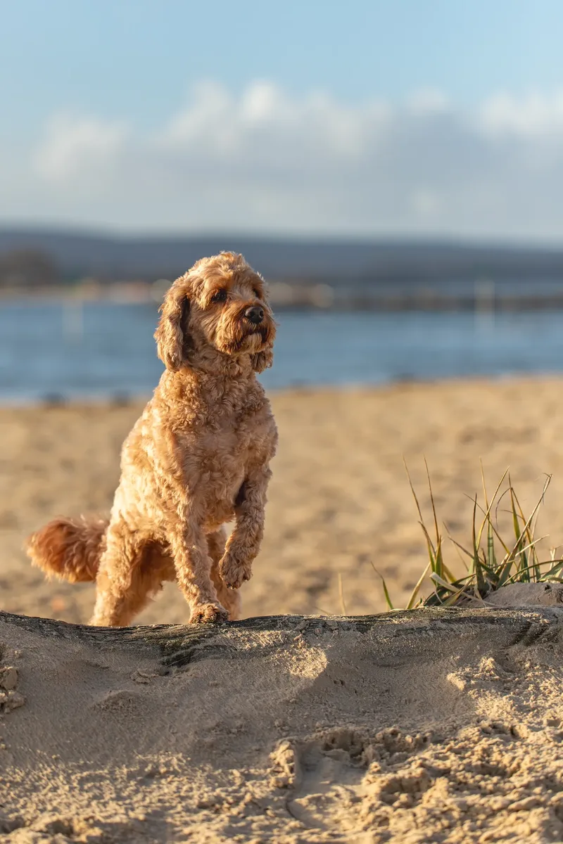 Red the Cavapoo (8 of 42)