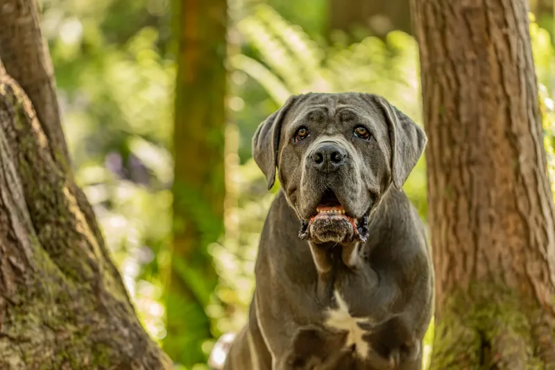 Skye the Cane Corso (14 of 23)