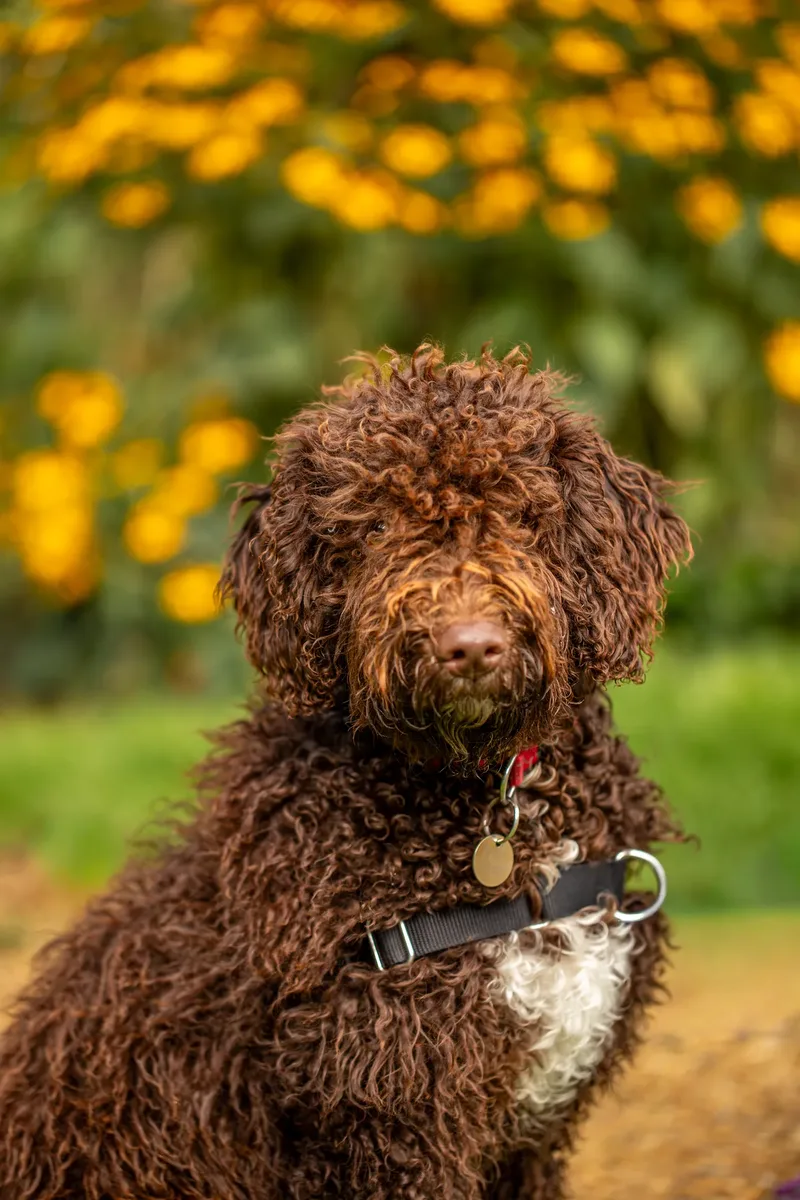 The Walled Garden Moreton – Dog show ceremony (15 of 24)