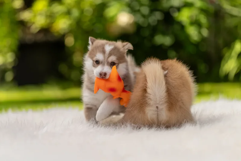 South Coast Pomsky’s (21 of 29)