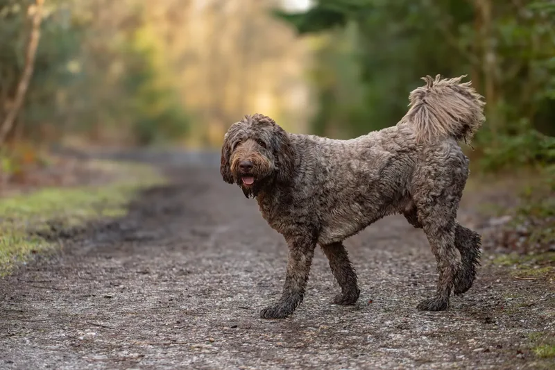 Barnaby the labradoodle (7 of 8)