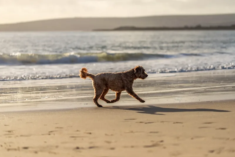 Red the Cavapoo (13 of 42)