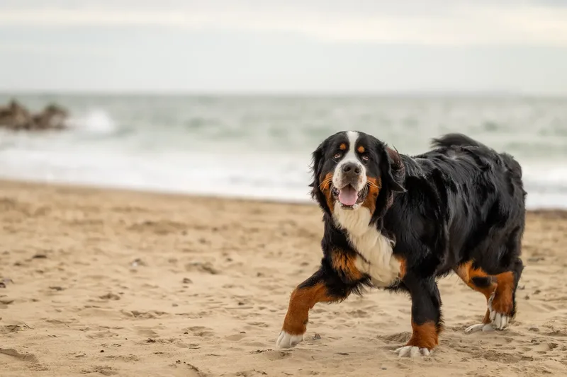 Berry the Bernese Mountain Dog (27 of 30)