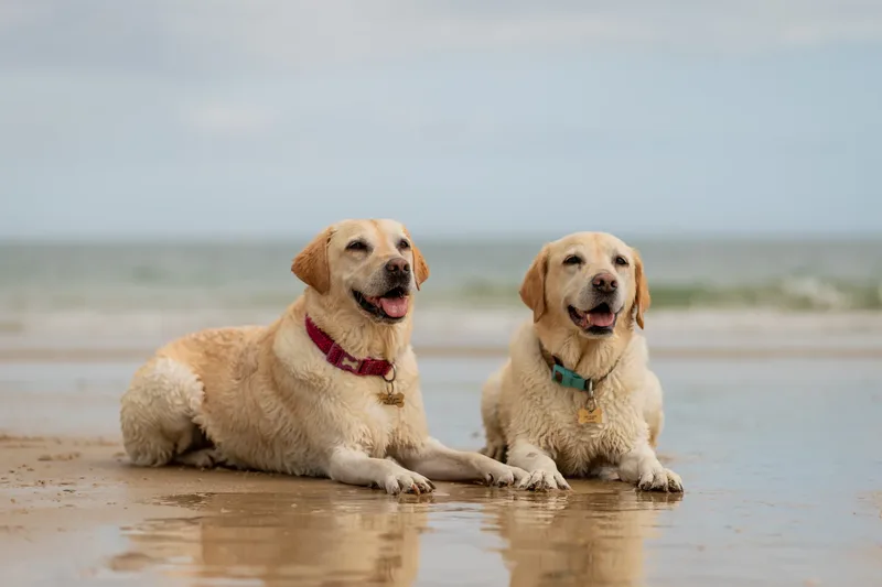 Mollie & Lola