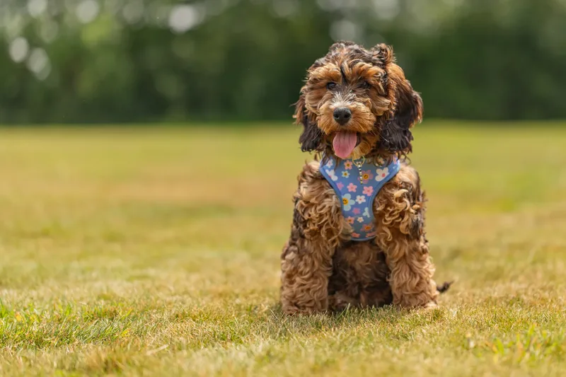 Luna the Cockapoo (15 of 24)