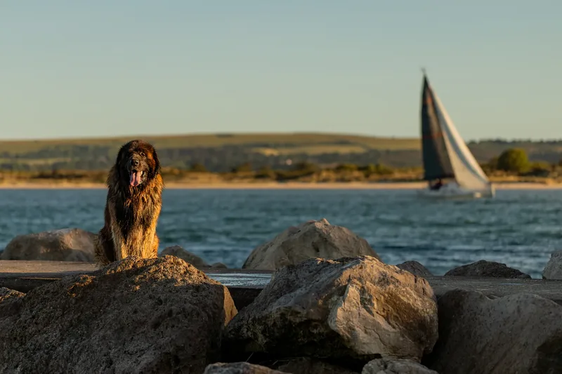 Leonberger Meet Up (38 of 47)