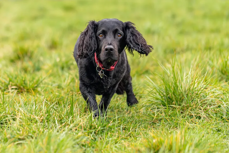 Wimborne Walkies (17 of 24)