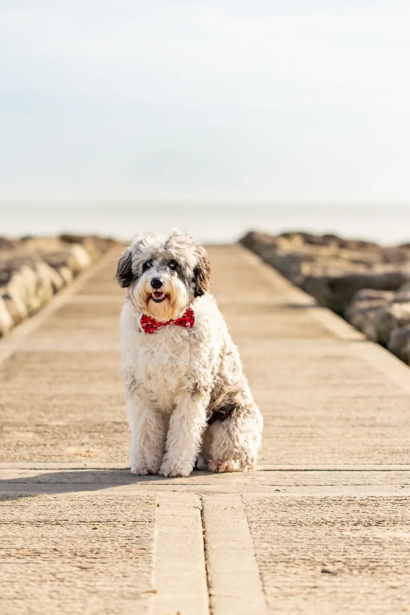 Dougie The Bordoodle (2 of 9)